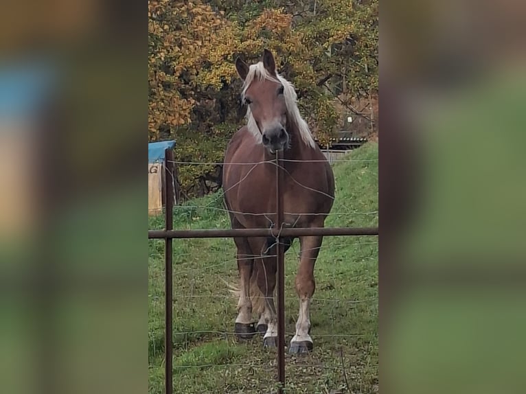Noriker Merrie 3 Jaar 153 cm Vos in Zell im Wiesental