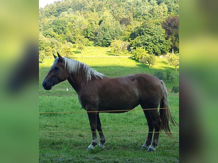 Noriker Merrie 3 Jaar 153 cm Vos in Zell im Wiesental