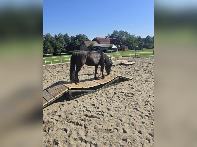 Noriker Merrie 3 Jaar 155 cm Zwart in Gaspoltshofen
