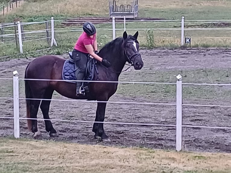 Noriker Merrie 3 Jaar 158 cm Zwart in Neumarkt