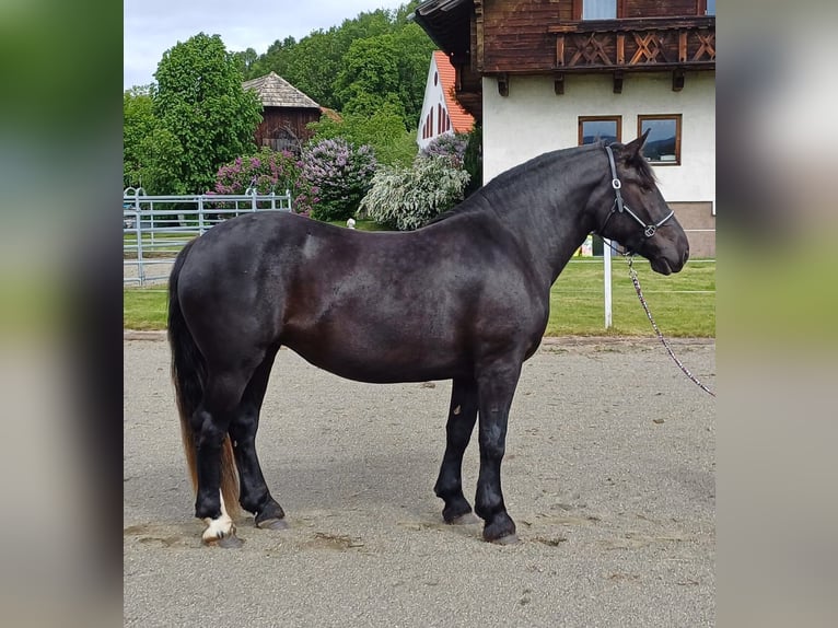 Noriker Merrie 3 Jaar 158 cm Zwart in Neumarkt