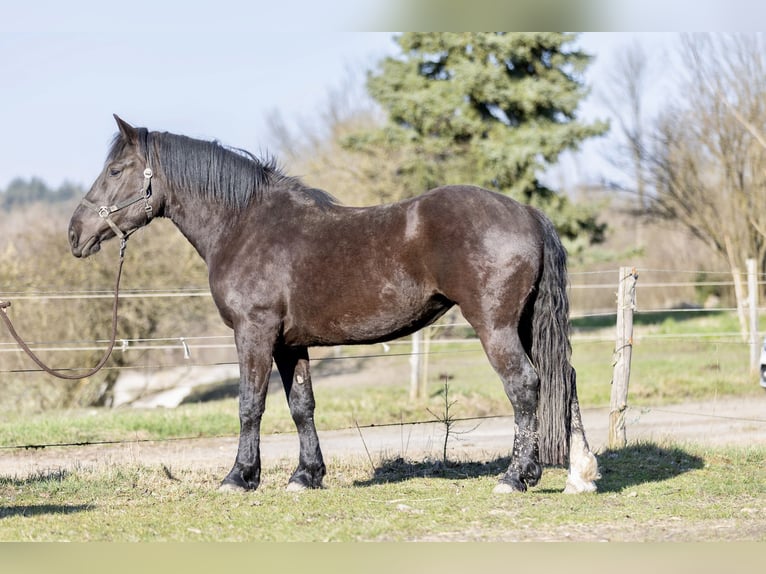 Noriker Merrie 3 Jaar 159 cm Zwart in Kraiburg am Inn