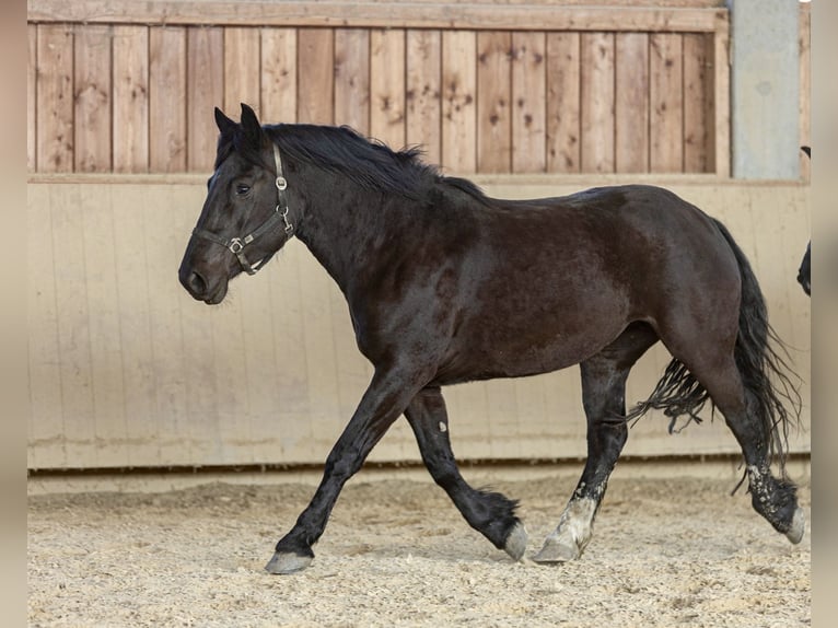 Noriker Merrie 3 Jaar 159 cm Zwart in Kraiburg am Inn