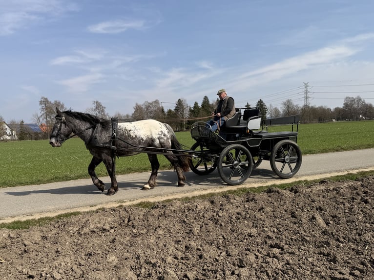 Noriker Merrie 3 Jaar 160 cm Appaloosa in Riedlingen