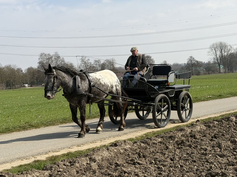 Noriker Merrie 3 Jaar 160 cm Appaloosa in Riedlingen