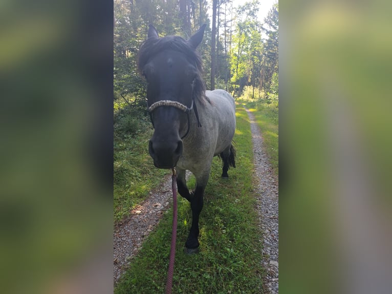 Noriker Merrie 3 Jaar 160 cm Blauwschimmel in Flörsbachtal