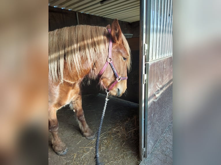 Noriker Merrie 3 Jaar 160 cm Bruin in Trendelburg