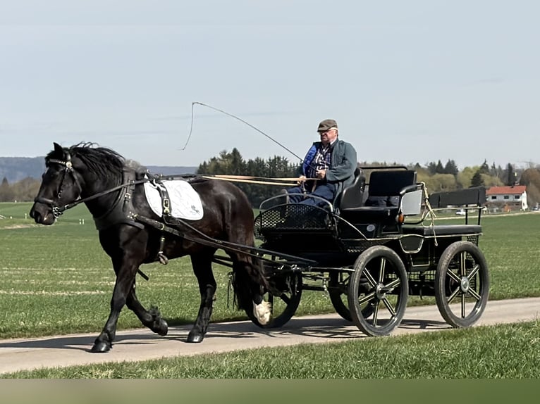 Noriker Merrie 3 Jaar 164 cm Zwart in Riedlingen