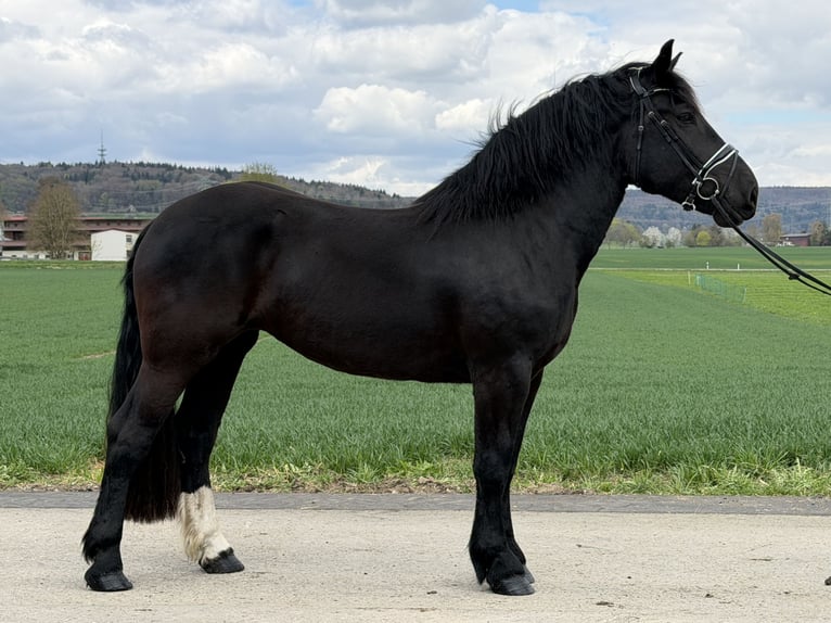 Noriker Merrie 3 Jaar 164 cm Zwart in Riedlingen