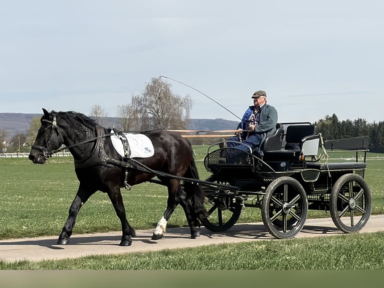 Noriker Merrie 3 Jaar 164 cm Zwart in Riedlingen