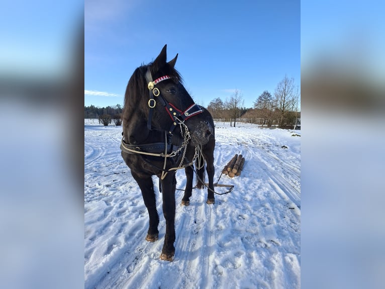 Noriker Merrie 3 Jaar 165 cm Appaloosa in Salzburg