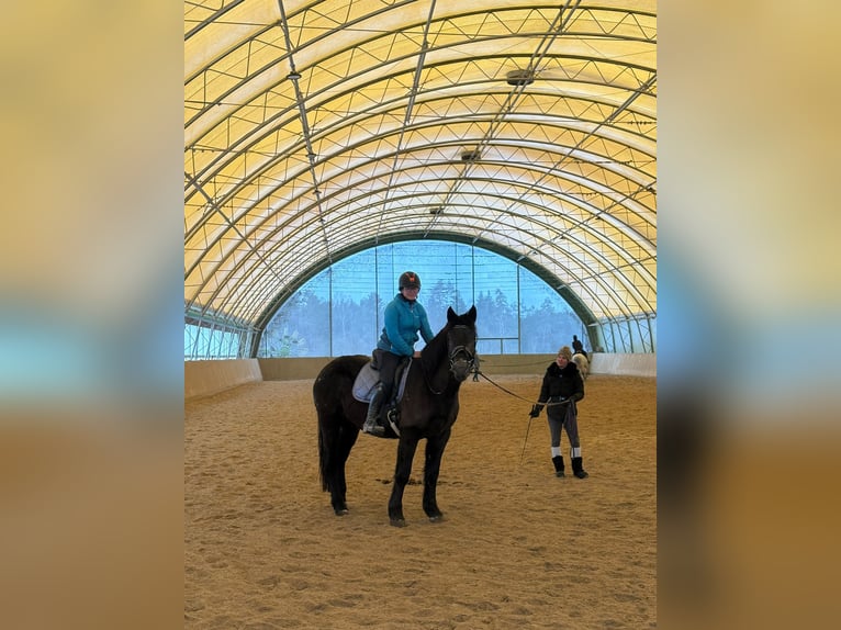 Noriker Merrie 3 Jaar 165 cm Appaloosa in Salzburg