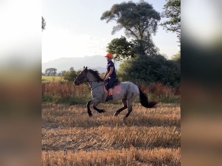 Noriker Merrie 3 Jaar 165 cm Blauwschimmel in Aifersdorf