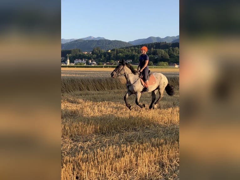 Noriker Merrie 3 Jaar 165 cm Blauwschimmel in Aifersdorf