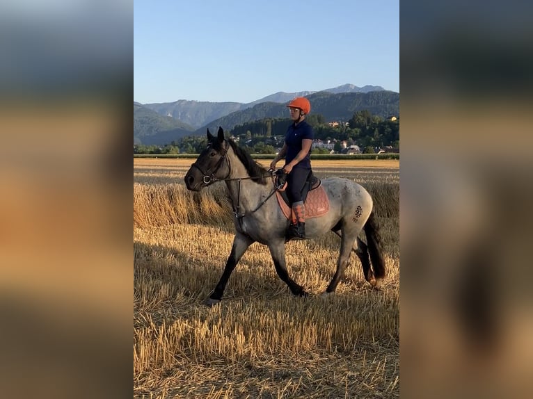 Noriker Merrie 3 Jaar 165 cm Blauwschimmel in Aifersdorf