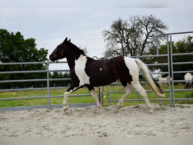 Noriker Merrie 3 Jaar 165 cm Gevlekt-paard in Großräschen