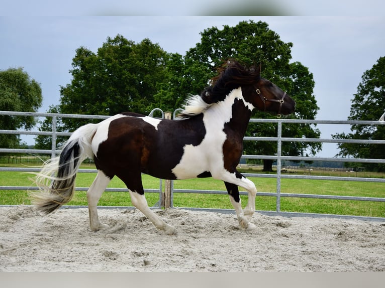 Noriker Merrie 3 Jaar 165 cm Gevlekt-paard in Großräschen