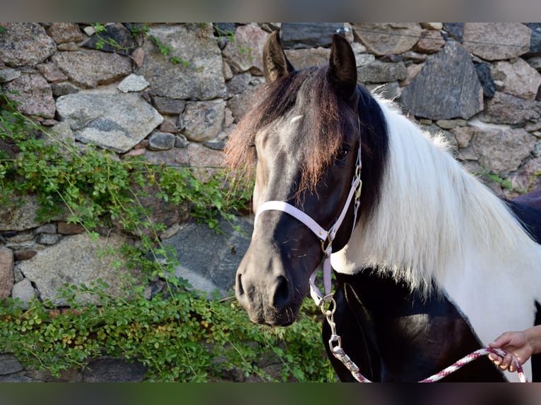 Noriker Merrie 3 Jaar 165 cm Gevlekt-paard in Großräschen