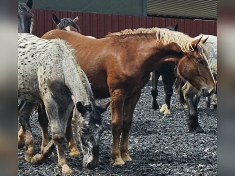 Noriker Merrie 3 Jaar Donkere-vos in Klettgau