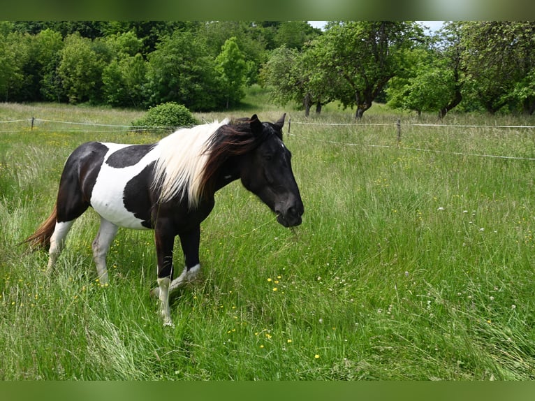 Noriker Merrie 3 Jaar in Klettgau