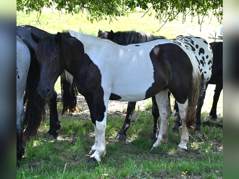 Noriker Merrie 3 Jaar in Klettgau