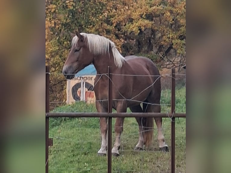 Noriker Merrie 4 Jaar 153 cm Vos in Zell im Wiesental