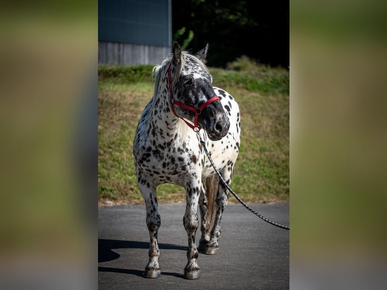 Noriker Merrie 4 Jaar 155 cm Appaloosa in Seckach