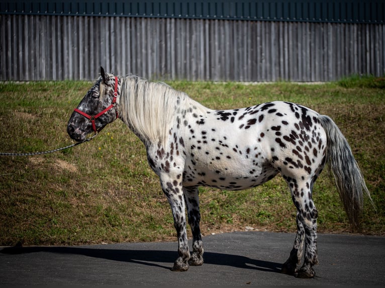 Noriker Merrie 4 Jaar 155 cm Appaloosa in Seckach