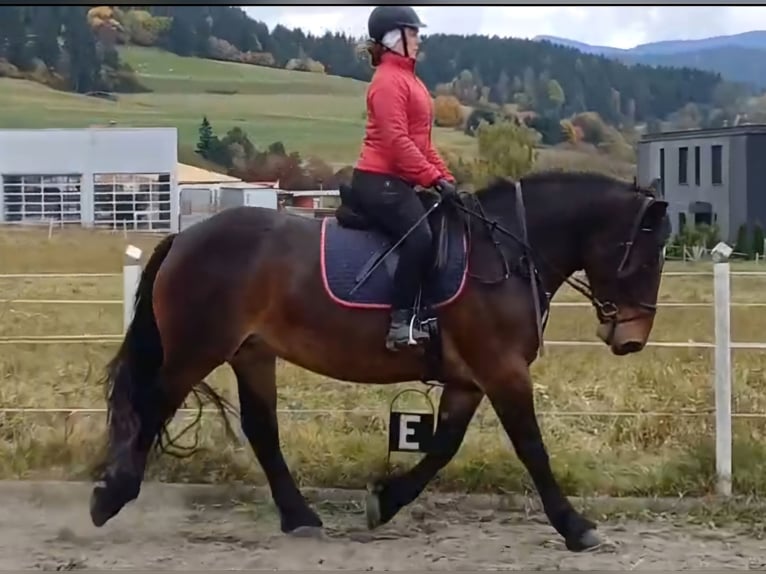 Noriker Merrie 4 Jaar 157 cm Bruin in Neumarkt in der Steiermark