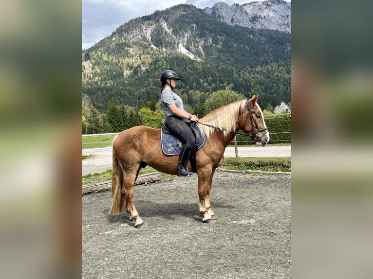 Noriker Merrie 4 Jaar 157 cm Donkere-vos in Nötsch