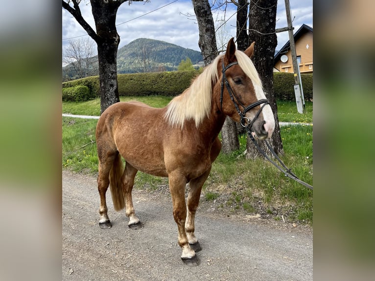 Noriker Merrie 4 Jaar 157 cm Donkere-vos in Nötsch