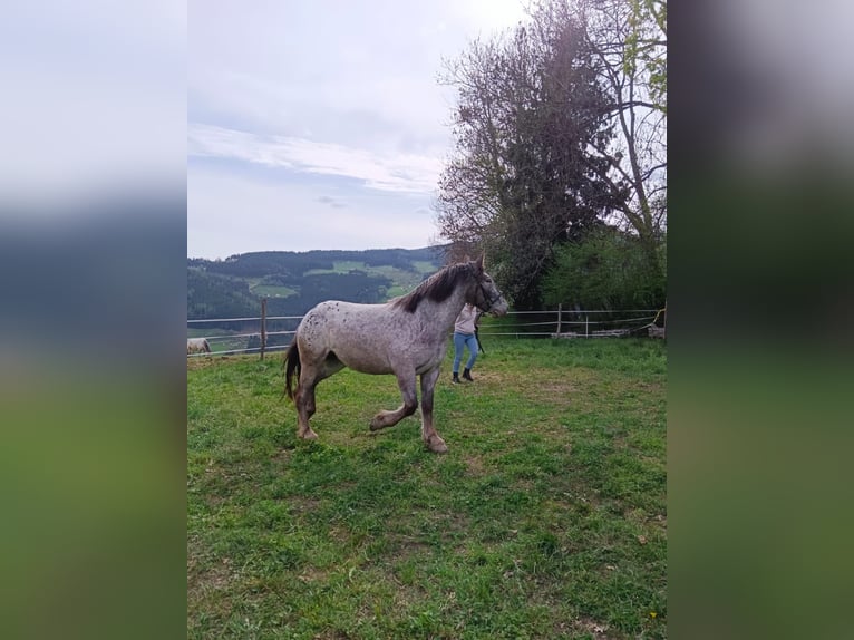 Noriker Merrie 4 Jaar 159 cm Appaloosa in St.Margarethen