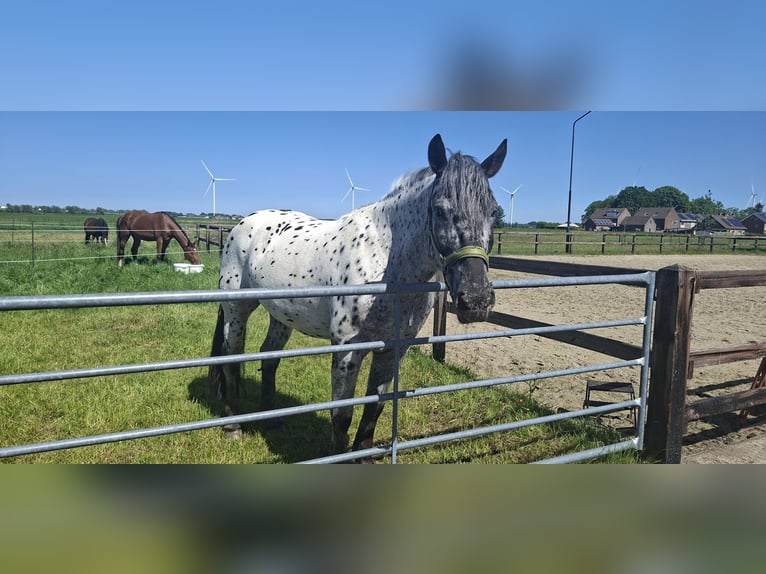 Noriker Merrie 4 Jaar 160 cm Appaloosa in Moerdijk