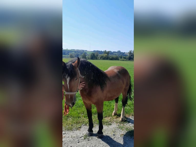 Noriker Merrie 4 Jaar 160 cm Bruin in Eggenfelden