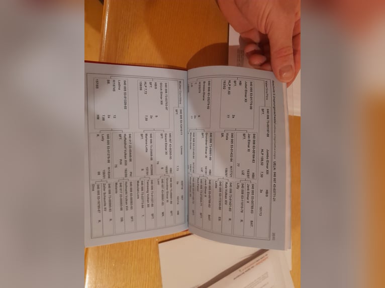 Noriker Merrie 4 Jaar 163 cm Appaloosa in Murau