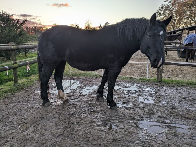 Noriker Merrie 4 Jaar 163 cm Zwart in Rellingen