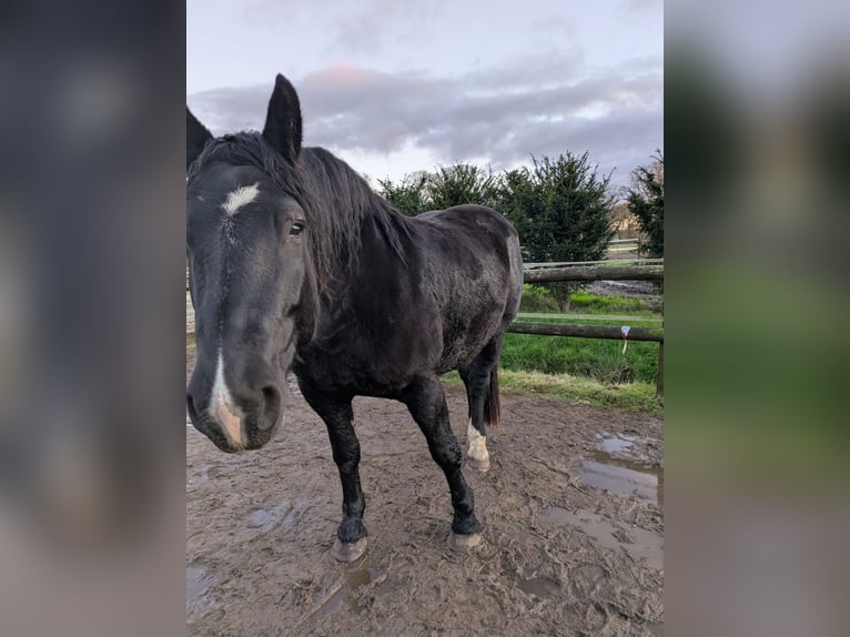 Noriker Merrie 4 Jaar 163 cm Zwart in Rellingen