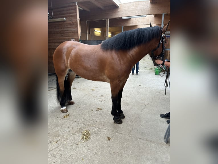 Noriker Merrie 4 Jaar 164 cm Bruin in St. Wolfgang