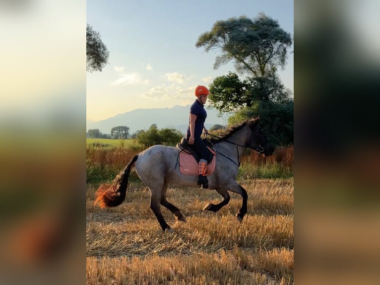 Noriker Merrie 4 Jaar 165 cm Blauwschimmel in Aifersdorf