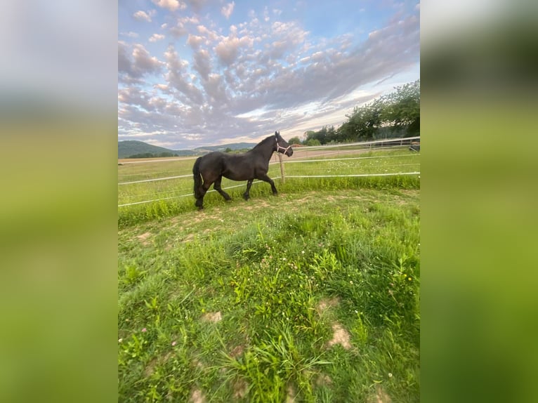 Noriker Merrie 4 Jaar 165 cm Zwartbruin in Laufenburg