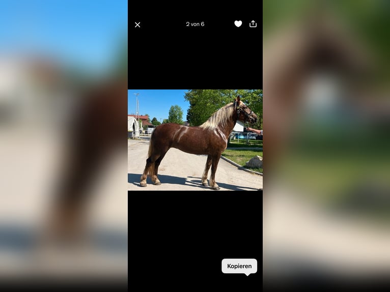Noriker Merrie 4 Jaar 168 cm Donkere-vos in Hamm