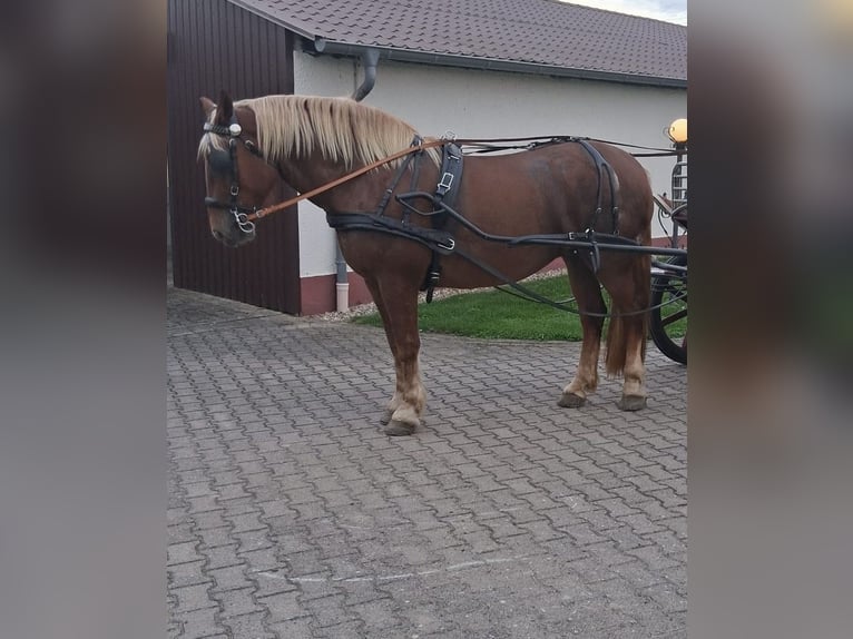 Noriker Merrie 4 Jaar 168 cm Donkere-vos in Hamm