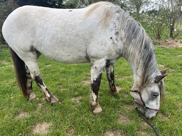 Noriker Merrie 4 Jaar 169 cm Appaloosa in Dassel