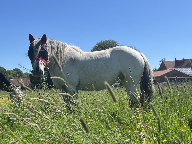 Noriker Merrie 4 Jaar 169 cm Appaloosa in Dassel