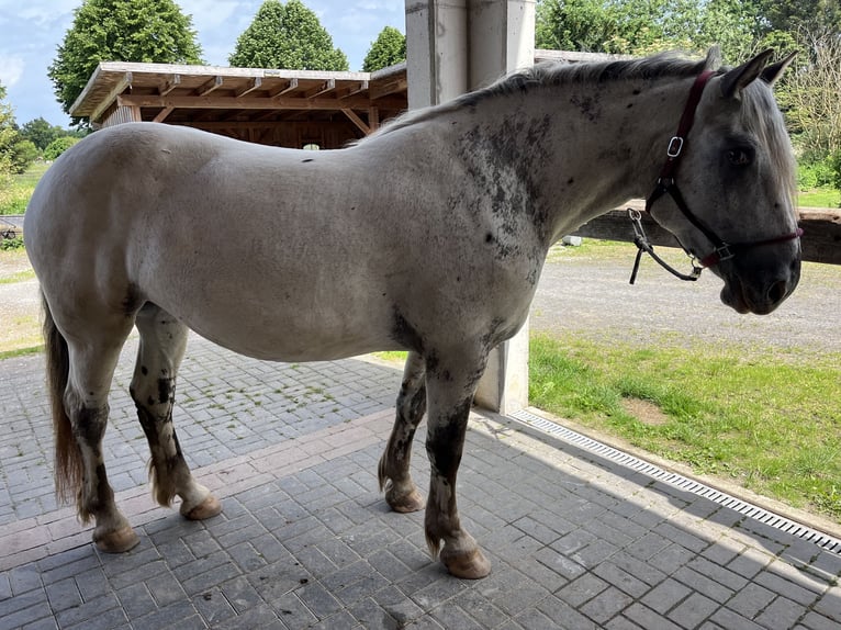 Noriker Merrie 4 Jaar 169 cm Appaloosa in Dassel