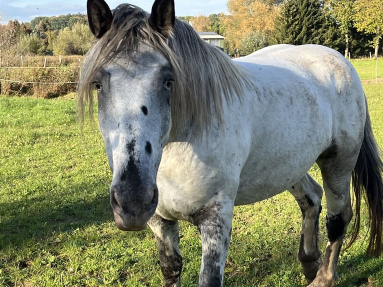 Noriker Merrie 4 Jaar 169 cm Appaloosa in Dassel