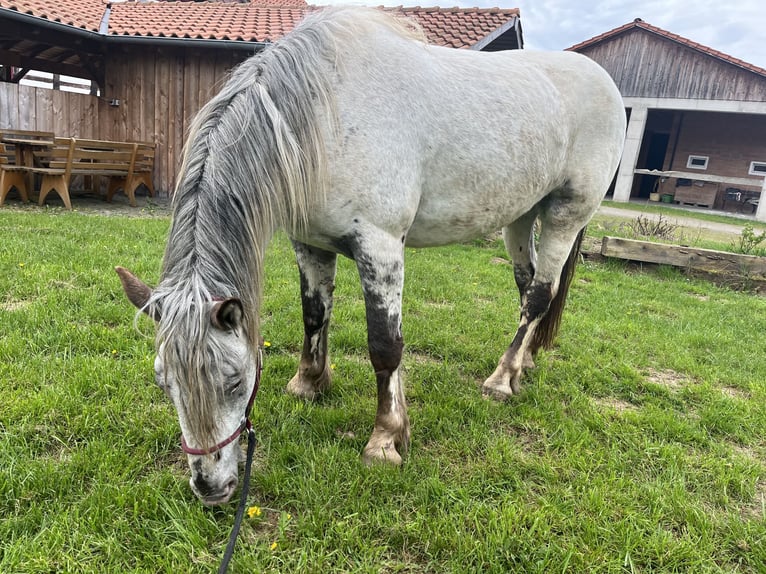 Noriker Merrie 4 Jaar 169 cm Appaloosa in Dassel