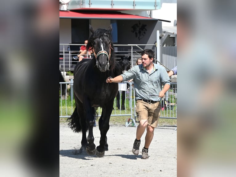 Noriker Merrie 4 Jaar in Klettgau