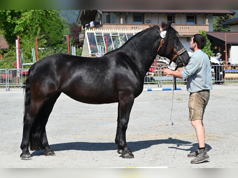 Noriker Merrie 4 Jaar in Klettgau
