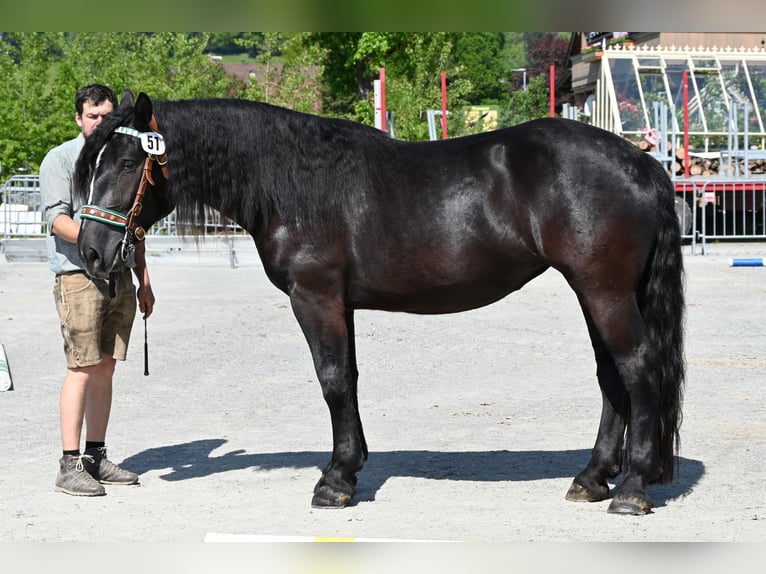 Noriker Merrie 4 Jaar in Klettgau